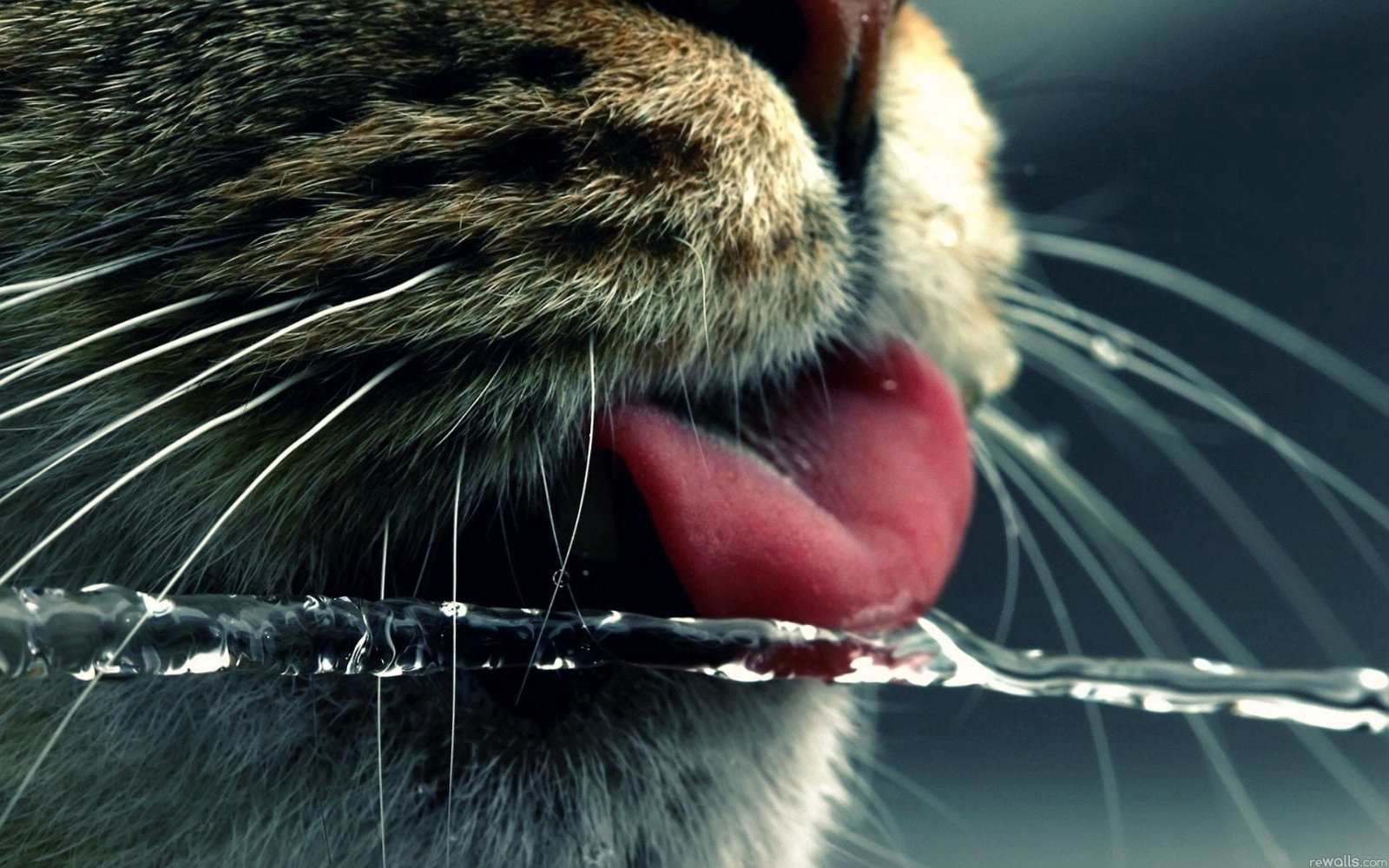 HUKUM KESUCIAN KUCING DAN KAIDAH KEMUDAHAN DALAM BERSUCI