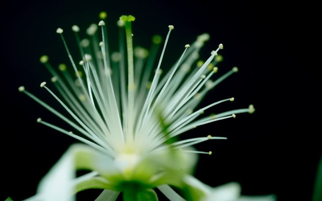 PENJELASAN TENTANG ISLAM, IMAN, DAN IHSAN (1)